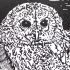 Paul Robinson Linocut Print Tawny Owl In The Oak Tree